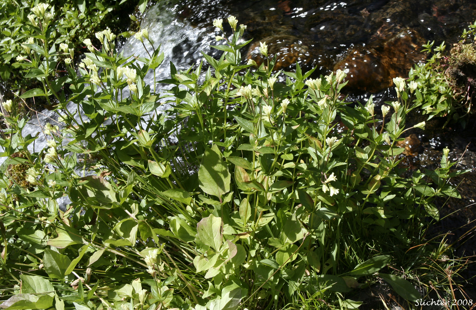 Yellow Willowherb, Yellow Willow-herb: Epilobium luteum