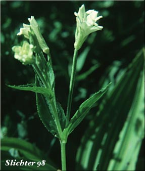 Yellow Willowherb, Yellow Willow-herb: Epilobium luteum