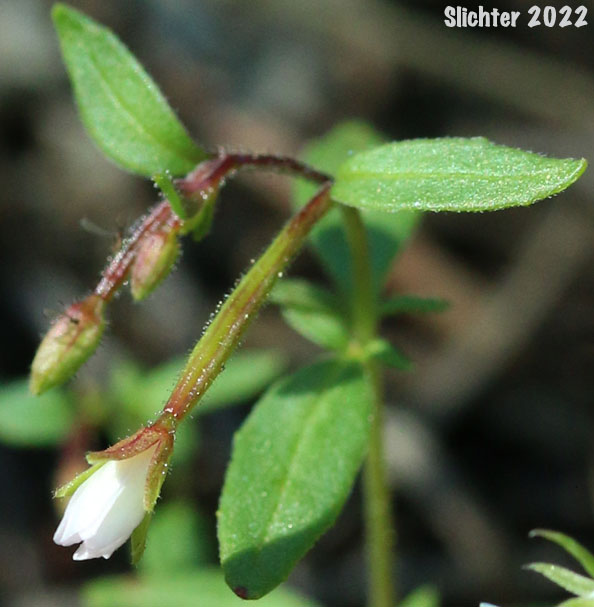 Chaparral Willowherb, Small-flowered Willow-herb: Epilobium minutum
