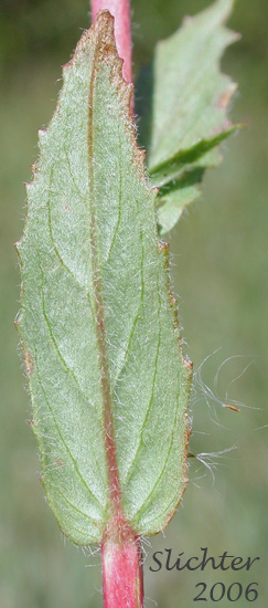 Stem leaves of Chaparral Willowherb, Small-flowered Willow-herb: Epilobium minutum