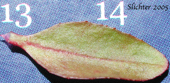 Leaf of Unidentified Willow-herb D: Epilobium species