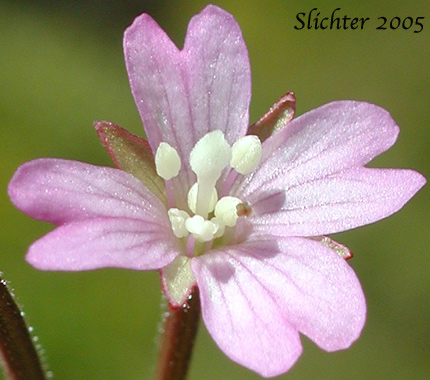 Flower of Unidentified Willow-herb D: Epilobium species