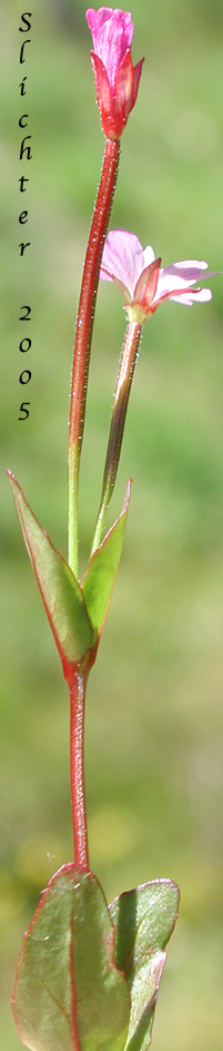 Unidentified Willow-herb D: Epilobium species