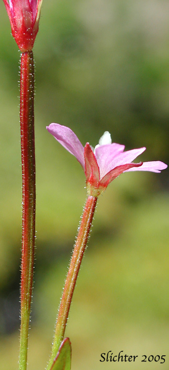 Unidentified Willow-herb D: Epilobium species