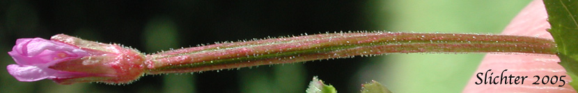 Flower and ovary of Ciliate Willowherb, Common Willowherb, Purple-leaved Willowherb, Watson's Willowherb: Epilobium ciliatum (Synonyms: Epilobium adenocaulon, Epilobium adenocaulon var. holosericeum, Epilobium adenocaulon var. parishii, Epilobium brevistylum var. ursinum, Epilobium ciliatum ssp. ciliatum, Epilobium ciliatumssp. watsonii, Epilobium ciliatum var. ciliatum, Epilobium glandulosum var. macounii, Epilobium watsonii, Epilobium watsonii var. parishii, Epilobium watsonii var. watsonii)