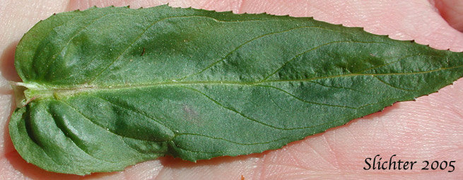 Leaf of Ciliate Willowherb, Common Willowherb, Purple-leaved Willowherb, Watson's Willowherb: Epilobium ciliatum (Synonyms: Epilobium adenocaulon, Epilobium adenocaulon var. holosericeum, Epilobium adenocaulon var. parishii, Epilobium brevistylum var. ursinum, Epilobium ciliatum ssp. ciliatum, Epilobium ciliatumssp. watsonii, Epilobium ciliatum var. ciliatum, Epilobium glandulosum var. macounii, Epilobium watsonii, Epilobium watsonii var. parishii, Epilobium watsonii var. watsonii)