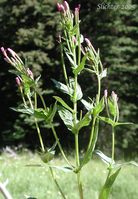 Ciliate Willowherb, Common Willowherb, Purple-leaved Willowherb, Watson's Willowherb: Epilobium ciliatum (Synonyms: Epilobium adenocaulon, Epilobium adenocaulon var. holosericeum, Epilobium adenocaulon var. parishii, Epilobium brevistylum var. ursinum, Epilobium ciliatum ssp. ciliatum, Epilobium ciliatumssp. watsonii, Epilobium ciliatum var. ciliatum, Epilobium glandulosum var. macounii, Epilobium watsonii, Epilobium watsonii var. parishii, Epilobium watsonii var. watsonii)