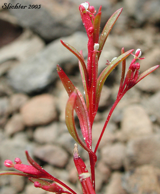 Racemed Groundsmoke: Gayophytum racemosum (Synonyms: Gayophytum caesium, Gayophytum helleri, Gayophytum helleri var. glabrum, Gayophytum humile var. hirtellum, Gayophytum racemosum var. caesium, Gayophytum racemosum var. racemosum)