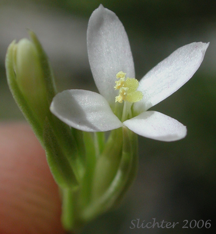 Flower of Desert Centaury, Tall Centaury, Western Centaury: Zeltnera exaltata (Synonym: Centaurium exaltatum)