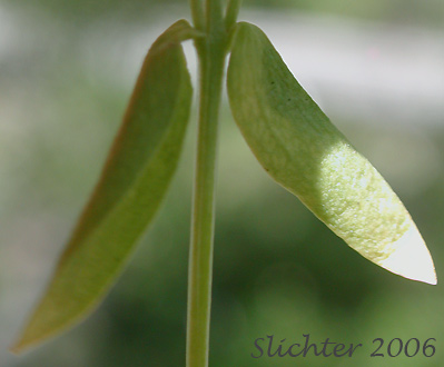 Stem leaves of Desert Centaury, Tall Centaury, Western Centaury: Zeltnera exaltata (Synonym: Centaurium exaltatum)