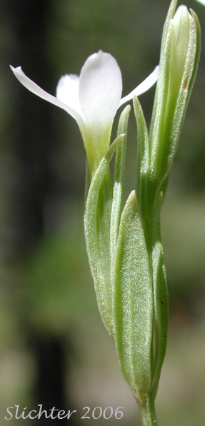 Desert Centaury, Tall Centaury, Western Centaury: Zeltnera exaltata (Synonym: Centaurium exaltatum)