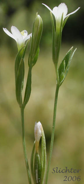 Desert Centaury, Tall Centaury, Western Centaury: Zeltnera exaltata (Synonym: Centaurium exaltatum)