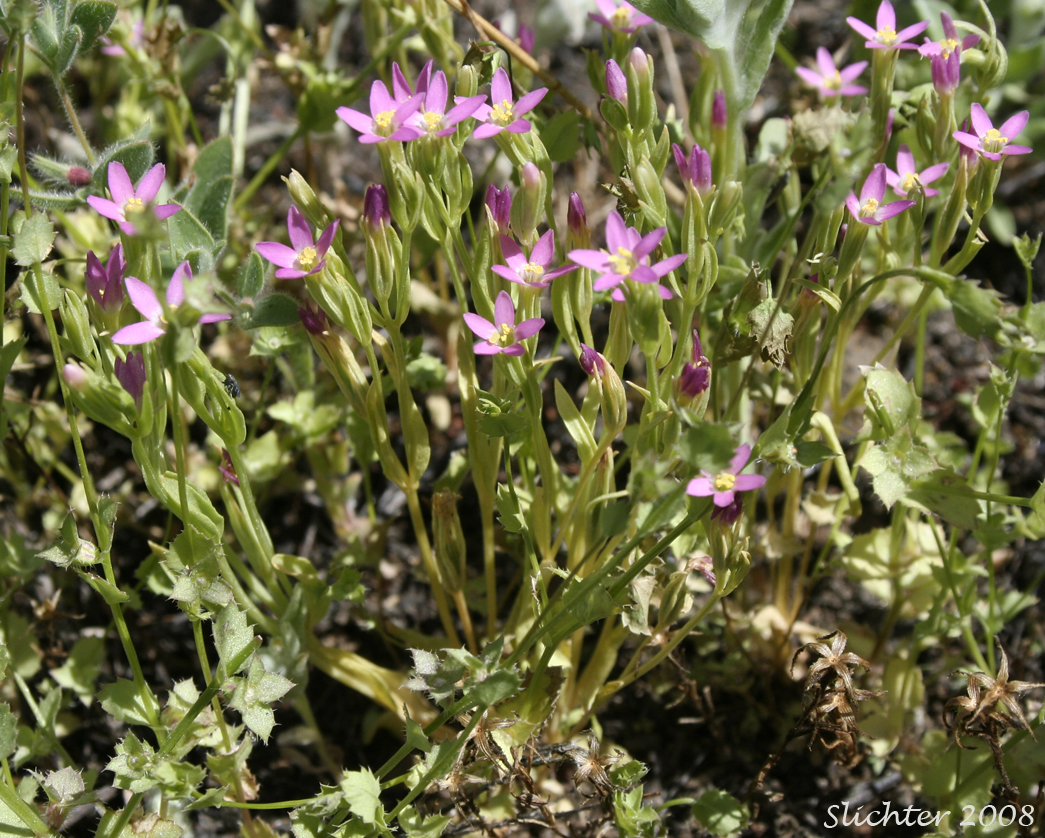 Desert Centaury, Tall Centaury, Western Centaury: Zeltnera exaltata (Synonym: Centaurium exaltatum)