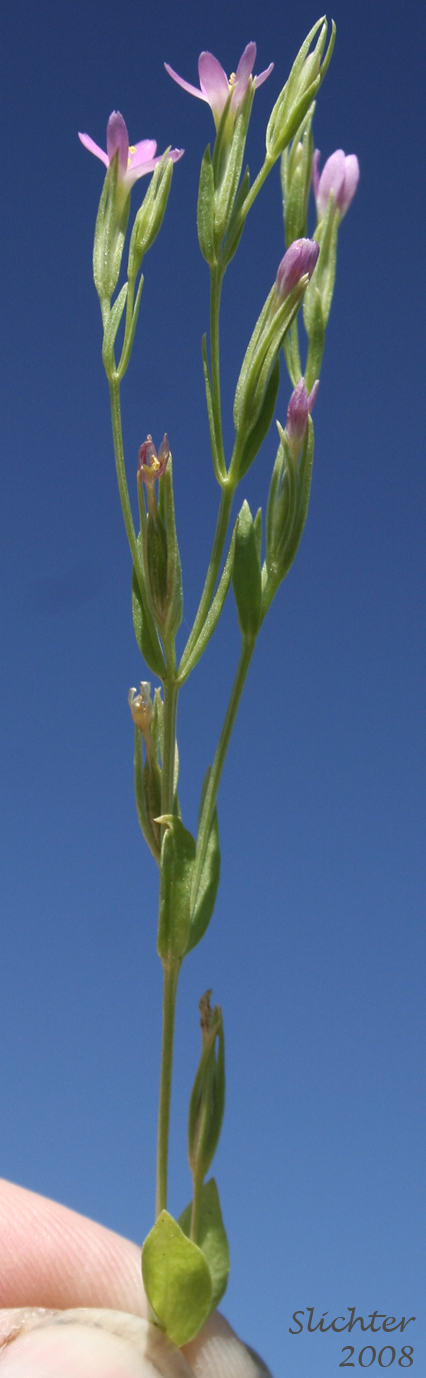 Desert Centaury, Tall Centaury, Western Centaury: Zeltnera exaltata (Synonym: Centaurium exaltatum)