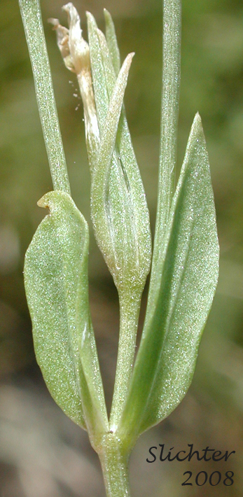 Desert Centaury, Tall Centaury, Western Centaury: Zeltnera exaltata (Synonym: Centaurium exaltatum)