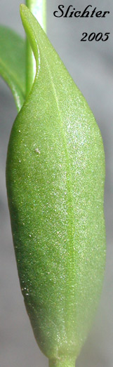 Stem leaf of Cascade Rockcress, Columbia Gorge Rockcress, Fork-haired Rockcress: Arabis furcata var. furcata (Synonyms: Arabis furcata var. furcata, Arabis suksdorfii)