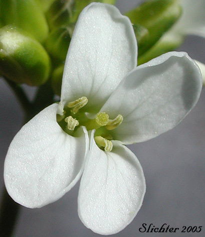 Flower of Cascade Rockcress, Columbia Gorge Rockcress, Fork-haired Rockcress: Arabis furcata var. furcata (Synonyms: Arabis furcata var. furcata, Arabis suksdorfii)