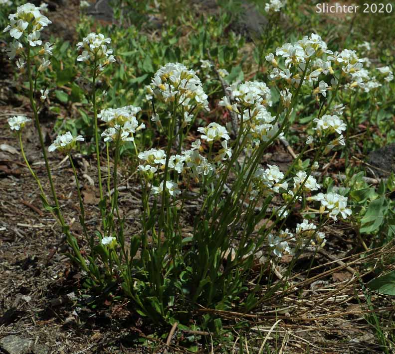Cascade Rockcress, Columbia Gorge Rockcress, Fork-haired Rockcress: Arabis furcata var. furcata (Synonyms: Arabis furcata var. furcata, Arabis suksdorfii)