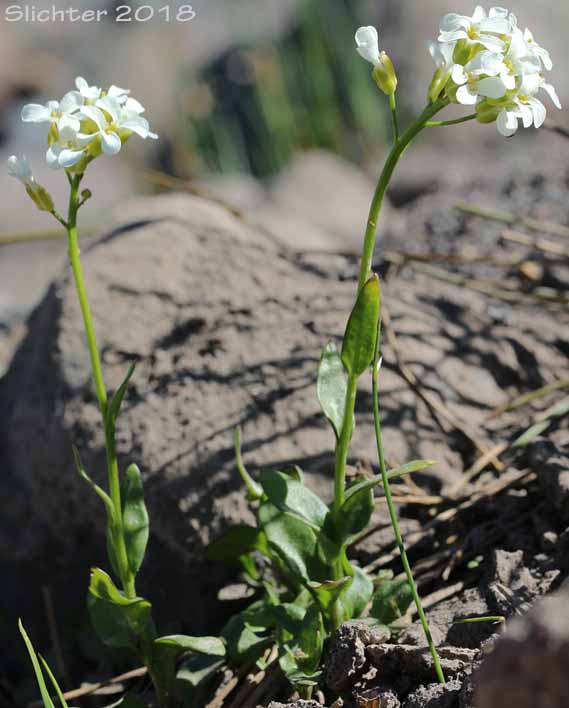 Cascade Rockcress, Columbia Gorge Rockcress, Fork-haired Rockcress: Arabis furcata var. furcata (Synonym: Arabis furcata)