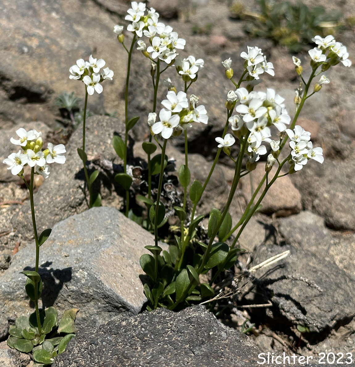 Cascade Rockcress, Columbia Gorge Rockcress, Fork-haired Rockcress: Arabis furcata var. furcata (Synonyms: Arabis furcata var. furcata, Arabis suksdorfii)