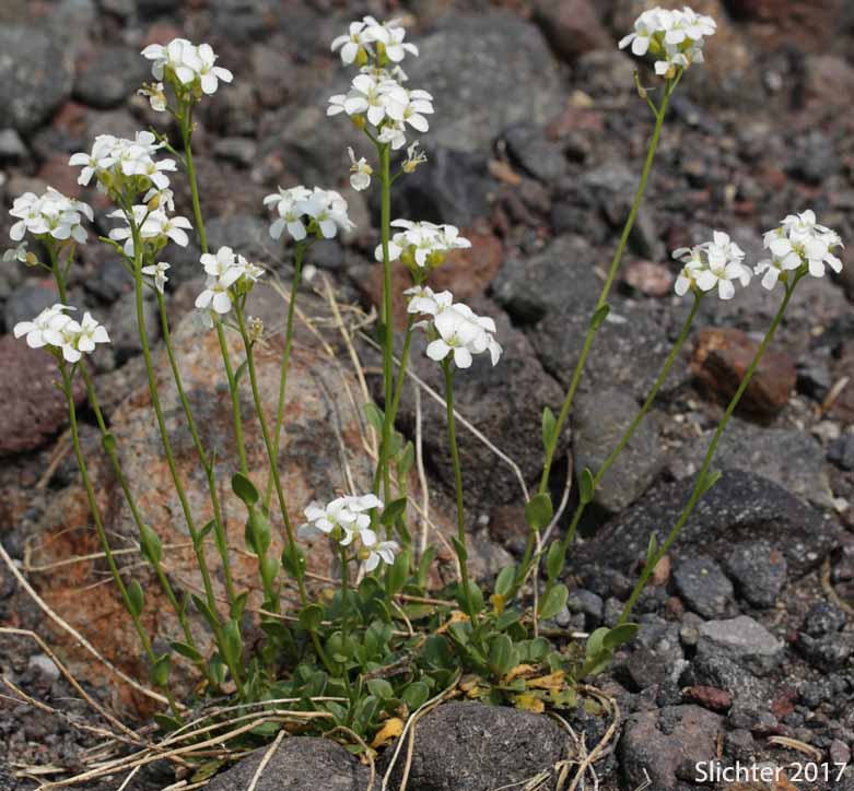 Cascade Rockcress, Columbia Gorge Rockcress, Fork-haired Rockcress: Arabis furcata var. furcata (Synonym: Arabis furcata)