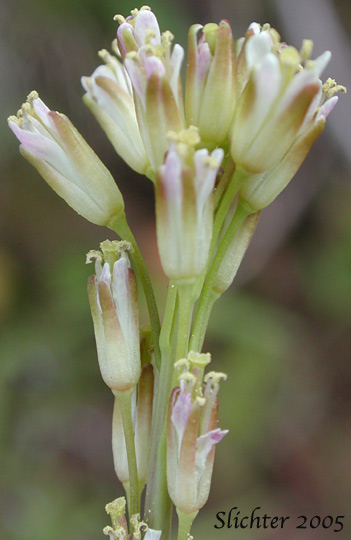 Inflorescence of Tower Mustard, Tower Rockcress: Turritis glabra (Synonyms: Arabis glabra, Arabis glabra var. furcatipilis, Arabis glabra var. glabra)