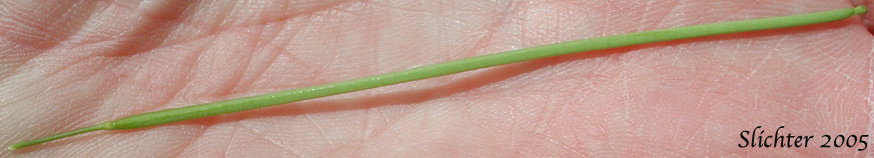 Silique of Tower Mustard, Tower Rockcress: Turritis glabra (Synonyms: Arabis glabra, Arabis glabra var. furcatipilis, Arabis glabra var. glabra)