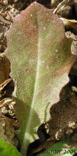 Close-up of a basal leaf of Tower Mustard, Tower Rockcress: Turritis glabra (Synonyms: Arabis glabra, Arabis glabra var. furcatipilis, Arabis glabra var. glabra)