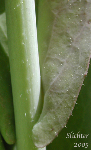 Stem leaf of Tower Mustard, Tower Rockcress: Turritis glabra (Synonyms: Arabis glabra, Arabis glabra var. furcatipilis, Arabis glabra var. glabra)