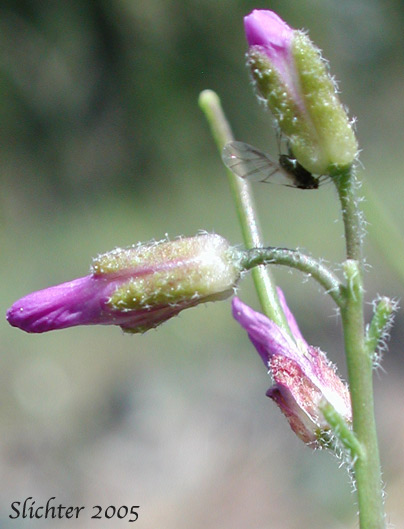 Flowers and seapals of Columbia Rockcress, Few-flowered Rockcress, Sicklepod Rockcress, Small-flowered Rockcress: Boechera pauciflora (Synonyms: Arabis campyloba, Arabis holboellii, Arabis holboellii var. pinetorum, Arabis perelegans, Arabis sparsiflora, Arabis sparsiflora var. columbiana, Arabis sparsiflora var. subvillosa, Boechera sparsiflora var. subvillosa)
