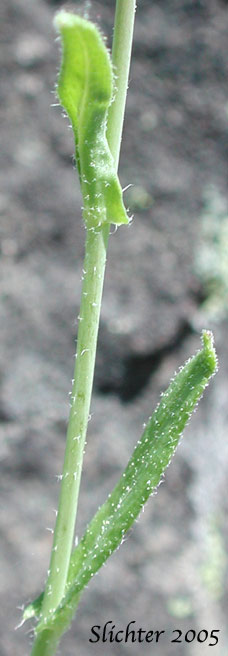 Auriculate stem leaves of Columbia Rockcress, Few-flowered Rockcress, Sicklepod Rockcress, Small-flowered Rockcress: Boechera pauciflora (Synonyms: Arabis campyloba, Arabis holboellii, Arabis holboellii var. pinetorum, Arabis perelegans, Arabis sparsiflora, Arabis sparsiflora var. columbiana, Arabis sparsiflora var. subvillosa, Boechera sparsiflora var. subvillosa)