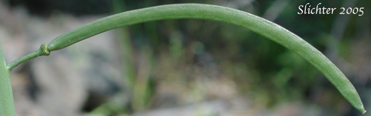 Spreading fruit of Columbia Rockcress, Few-flowered Rockcress, Sicklepod Rockcress, Small-flowered Rockcress: Boechera pauciflora (Synonyms: Arabis campyloba, Arabis holboellii, Arabis holboellii var. pinetorum, Arabis perelegans, Arabis sparsiflora, Arabis sparsiflora var. columbiana, Arabis sparsiflora var. subvillosa, Boechera sparsiflora var. subvillosa)