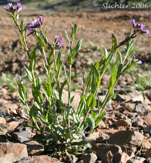 Columbia Rockcress, Few-flowered Rockcress, Sicklepod Rockcress, Small-flowered Rockcress: Boechera pauciflora (Synonyms: Arabis campyloba, Arabis holboellii, Arabis holboellii var. pinetorum, Arabis perelegans, Arabis sparsiflora, Arabis sparsiflora var. columbiana, Arabis sparsiflora var. subvillosa, Boechera sparsiflora var. subvillosa)