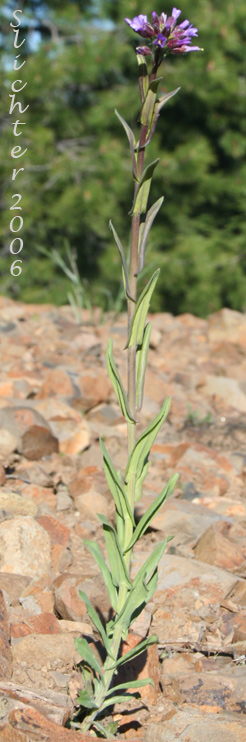 Columbia Rockcress, Few-flowered Rockcress, Sicklepod Rockcress, Small-flowered Rockcress: Boechera pauciflora (Synonyms: Arabis campyloba, Arabis holboellii, Arabis holboellii var. pinetorum, Arabis perelegans, Arabis sparsiflora, Arabis sparsiflora var. columbiana, Arabis sparsiflora var. subvillosa, Boechera sparsiflora var. subvillosa)