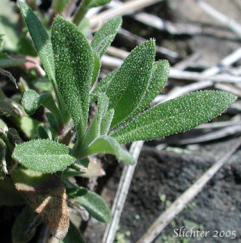Lower leaves of Columbia Rockcress, Few-flowered Rockcress, Sicklepod Rockcress, Small-flowered Rockcress: Boechera pauciflora (Synonyms: Arabis campyloba, Arabis holboellii, Arabis holboellii var. pinetorum, Arabis perelegans, Arabis sparsiflora, Arabis sparsiflora var. columbiana, Arabis sparsiflora var. subvillosa, Boechera sparsiflora var. subvillosa)