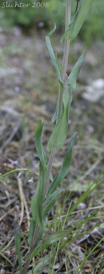 Auriculate stem leaves of Columbia Rockcress, Few-flowered Rockcress, Sicklepod Rockcress, Small-flowered Rockcress: Boechera pauciflora (Synonyms: Arabis campyloba, Arabis holboellii, Arabis holboellii var. pinetorum, Arabis perelegans, Arabis sparsiflora, Arabis sparsiflora var. columbiana, Arabis sparsiflora var. subvillosa, Boechera sparsiflora var. subvillosa)