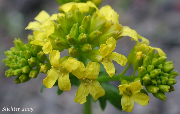 Inflorescence of American Wintercress, American Yellowrocket, American Yellow-rocket: Barbarea orthoceras (Synonyms: Barbarea americana, Barbarea orthoceras var. dolichocarpa, Barbarea stricta, Campe orthoceras)