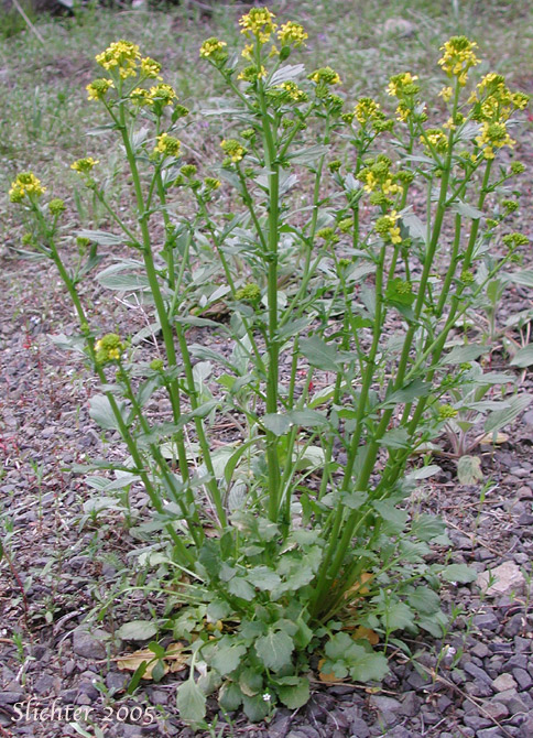 American Wintercress, American Yellowrocket, American Yellow-rocket: Barbarea orthoceras (Synonyms: Barbarea americana, Barbarea orthoceras var. dolichocarpa, Barbarea stricta, Campe orthoceras)