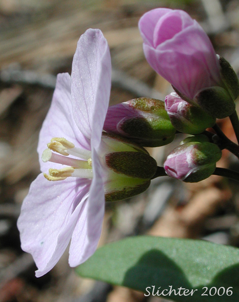 Corolla and calyx of Oaks Toothwort, Nuttall's Toothwort, Palmate Toothwort, Slender Toothwort: Cardamine nuttallii var. nuttallii (Synonym: Cardamine pulcherrima var. pulcherrima)