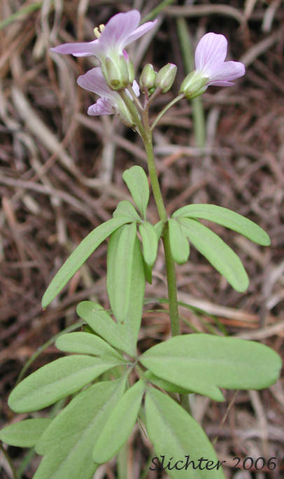Nuttall's Toothwort, Oak Toothwort, Slender Toothwort, Spring Beauty: Cardamine nuttallii (Synonyms: Cardamine nuttallii var. covilleana, Cardamine nuttallii var. dissecta, Cardamine nuttallii var. gemmata, Cardamine nuttallii var. nuttallii, Cardamine nuttallii var. pulcherrima, Cardamine pulcherrima, Cardamine pulcherrima var. pulcherrima, Cardamine pulcherrima var. tenella, Cardamine quercetorum, Dentaria tenella, Dentaria tenella var. pulcherrima, Dentaria tenella var. quercetorum, Dentaria tenella var. tenella)