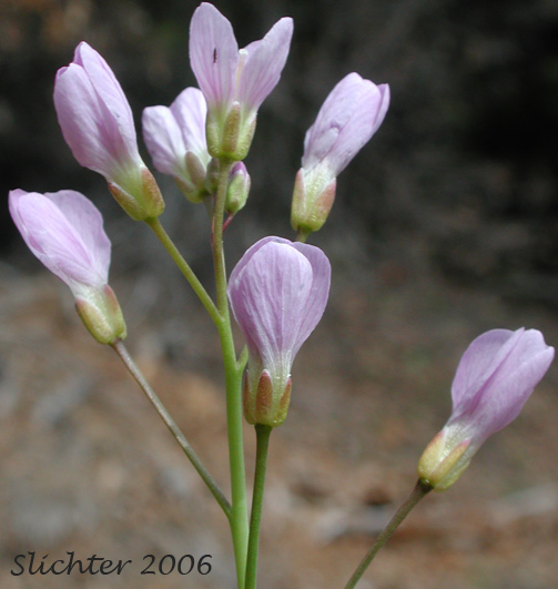 Nuttall's Toothwort, Oak Toothwort, Slender Toothwort, Spring Beauty: Cardamine nuttallii (Synonyms: Cardamine nuttallii var. covilleana, Cardamine nuttallii var. dissecta, Cardamine nuttallii var. gemmata, Cardamine nuttallii var. nuttallii, Cardamine nuttallii var. pulcherrima, Cardamine pulcherrima, Cardamine pulcherrima var. pulcherrima, Cardamine pulcherrima var. tenella, Cardamine quercetorum, Dentaria tenella, Dentaria tenella var. pulcherrima, Dentaria tenella var. quercetorum, Dentaria tenella var. tenella)