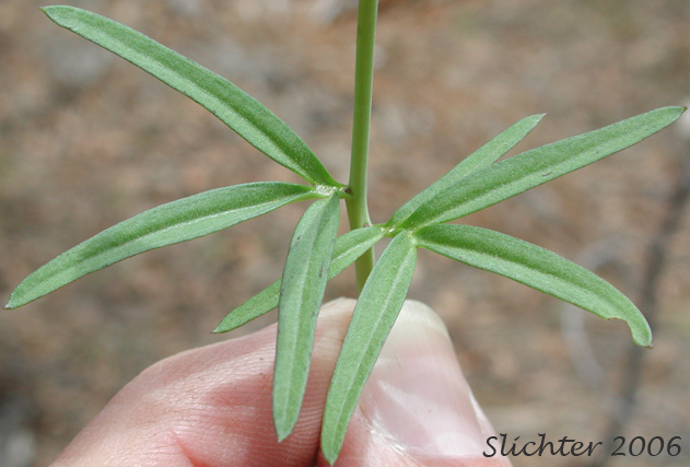 Stem leaves of Nuttall's Toothwort, Oak Toothwort, Slender Toothwort, Spring Beauty: Cardamine nuttallii (Synonyms: Cardamine nuttallii var. covilleana, Cardamine nuttallii var. dissecta, Cardamine nuttallii var. gemmata, Cardamine nuttallii var. nuttallii, Cardamine nuttallii var. pulcherrima, Cardamine pulcherrima, Cardamine pulcherrima var. pulcherrima, Cardamine pulcherrima var. tenella, Cardamine quercetorum, Dentaria tenella, Dentaria tenella var. pulcherrima, Dentaria tenella var. quercetorum, Dentaria tenella var. tenella)