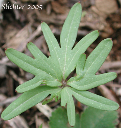 Leaf of Oaks Toothwort, Nuttall's Toothwort, Palmate Toothwort, Slender Toothwort: Cardamine nuttallii var. nuttallii (Synonym: Cardamine pulcherrima var. pulcherrima)
