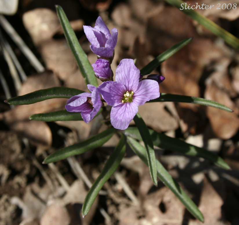 Nuttall's Toothwort, Oak Toothwort, Slender Toothwort, Spring Beauty: Cardamine nuttallii (Synonyms: Cardamine nuttallii var. covilleana, Cardamine nuttallii var. dissecta, Cardamine nuttallii var. gemmata, Cardamine nuttallii var. nuttallii, Cardamine nuttallii var. pulcherrima, Cardamine pulcherrima, Cardamine pulcherrima var. pulcherrima, Cardamine pulcherrima var. tenella, Cardamine quercetorum, Dentaria tenella, Dentaria tenella var. pulcherrima, Dentaria tenella var. quercetorum, Dentaria tenella var. tenella)