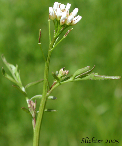 Fruits and upper stem leaves of Pennsylvania Bittercress, Quaker Bittercress: Cardamine pensylvanica (Synonyms: Cardamine flexuosa ssp. pensylvanica, Cardamine hirsuta var. pensylvanica, Cardamine pennsylvanica, Cardamine pensylvanica var. brittoniana)