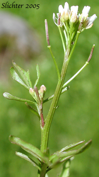 Pennsylvania Bittercress, Quaker Bittercress: Cardamine pensylvanica (Synonyms: Cardamine flexuosa ssp. pensylvanica, Cardamine hirsuta var. pensylvanica, Cardamine pennsylvanica, Cardamine pensylvanica var. brittoniana)