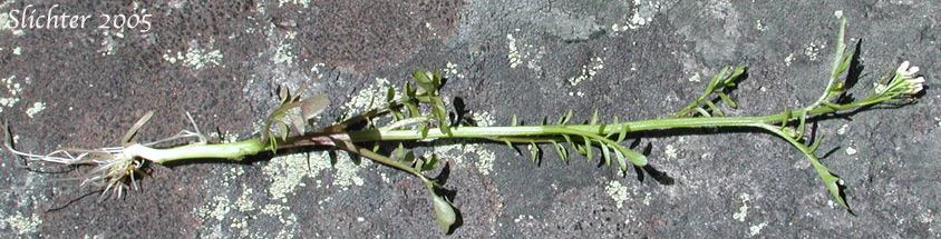 Pennsylvania Bittercress, Quaker Bittercress: Cardamine pensylvanica (Synonyms: Cardamine flexuosa ssp. pensylvanica, Cardamine hirsuta var. pensylvanica, Cardamine pennsylvanica, Cardamine pensylvanica var. brittoniana)