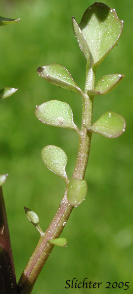 Stem leaf of Pennsylvania Bittercress, Quaker Bittercress: Cardamine pensylvanica (Synonyms: Cardamine flexuosa ssp. pensylvanica, Cardamine hirsuta var. pensylvanica, Cardamine pennsylvanica, Cardamine pensylvanica var. brittoniana)