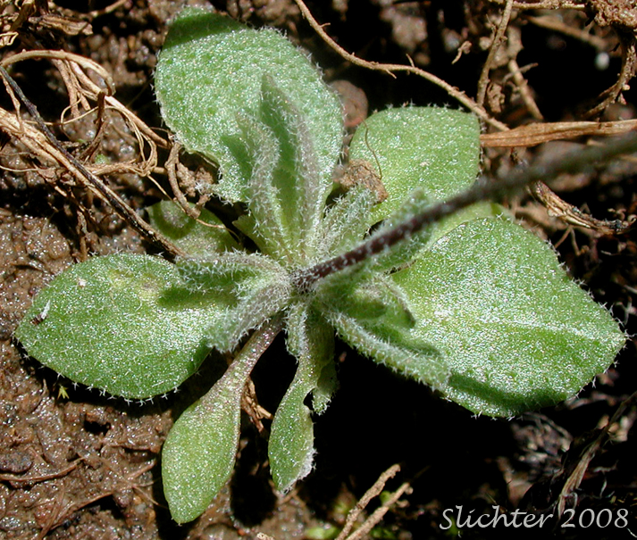 Basal leaves of Spring Draba, Spring Whitlow-grass: Draba verna (Synonyms: Draba verna var. aestivalis, Draba verna var. boerhaavii, Draba verna var. major, Draba verna var. verna, Erophila verna ssp. spathulata, Erophila verna var. praecox, Erophila verna var. verna)