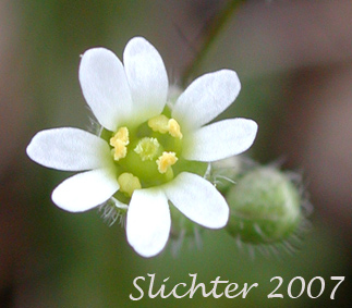 Spring Whitlow-grass: Draba verna var. boerhaavii